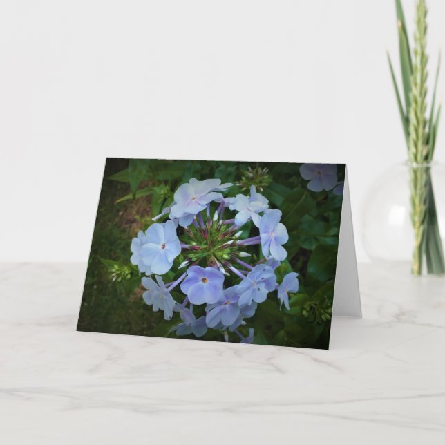 Phlox, carte (Devant)