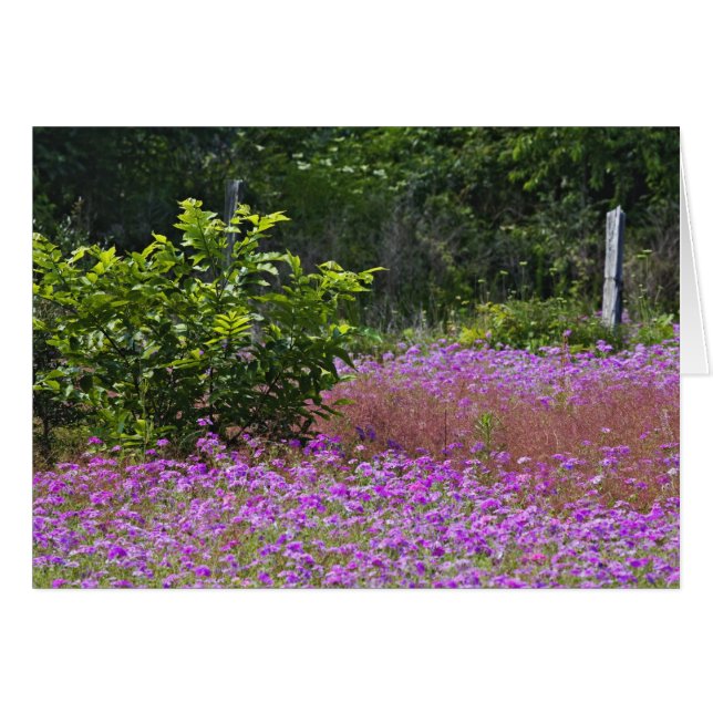 Phlox de Drummond, Phlox drummondi, Hilton Head (Devant horizontal)