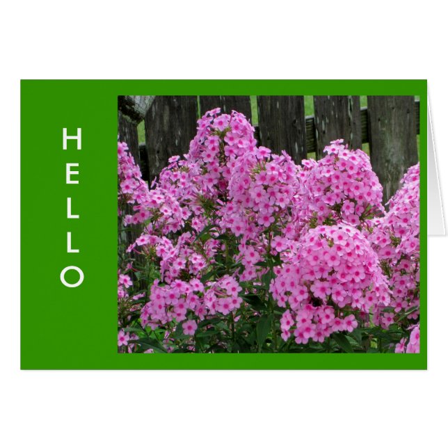 Phlox rose et clôture (Devant horizontal)