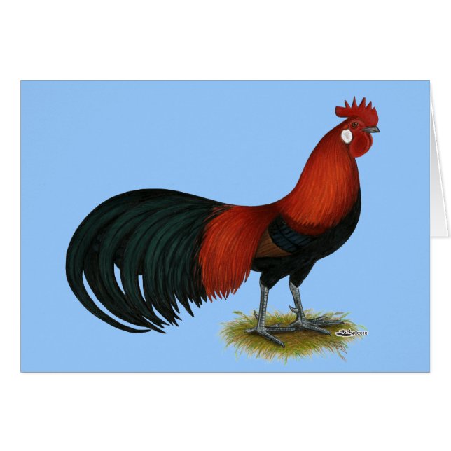 Phoenix : BB Red Rooster (Devant Horizontal)