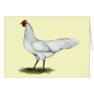 Phoenix : Hen blanc