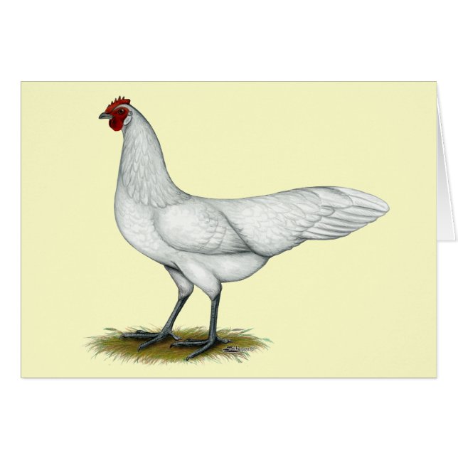 Phoenix : Hen blanc (Devant Horizontal)