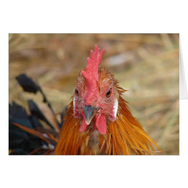 Phoenix met la caméra hors tension (Devant horizontal)