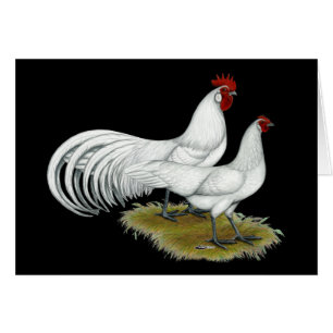 Phoenix : Paire blanche