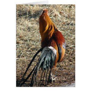 Phoenix Rooster De Derrière Toute Occasion Vierge