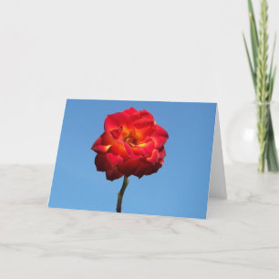 Phoenix Rose dans les cartes de voeux Sky