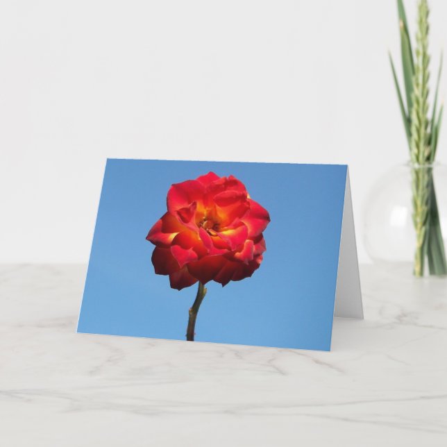 Phoenix Rose dans les cartes de voeux Sky (Devant)