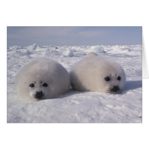 Phoque du Groenland (Phoca groenlandica) Gropes de