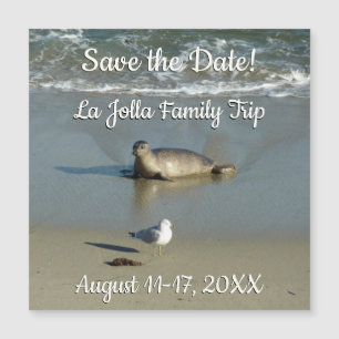 Phoque du port à La Jolla en Californie