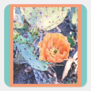 Phoques Cactus Arizona / Stickers