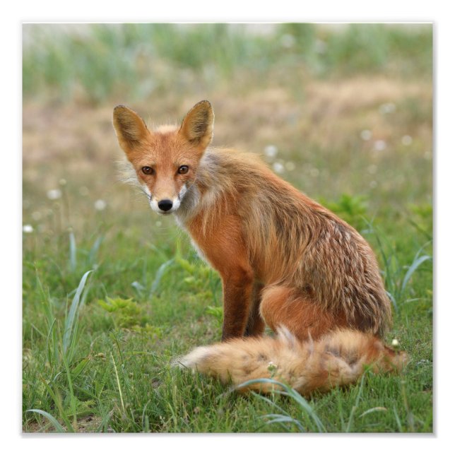 photo 12x12 de renard (Devant)