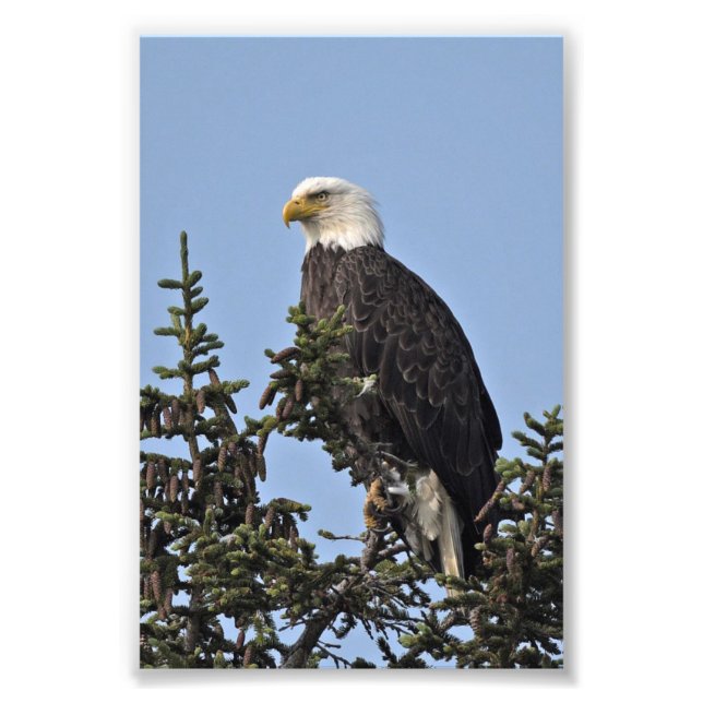 photo 6x4 d'aigle (Devant)