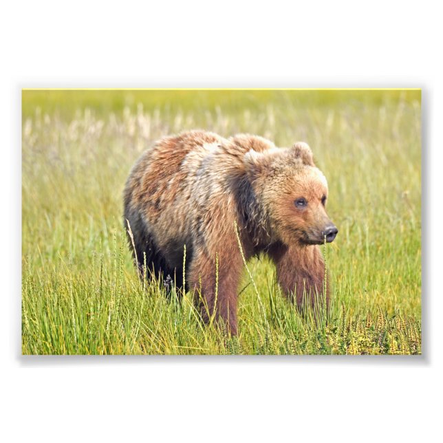 photo 6x4 de l'ours grizzli (Devant)