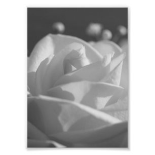 Photo à la rose blanche