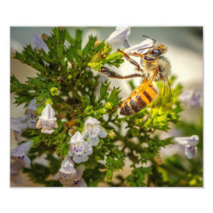 Photo Abeille à miel sur fleurs sauvages – Impression de