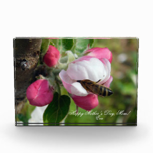 Photo Abeille dans une fleur de pommier rose   Bloc phot