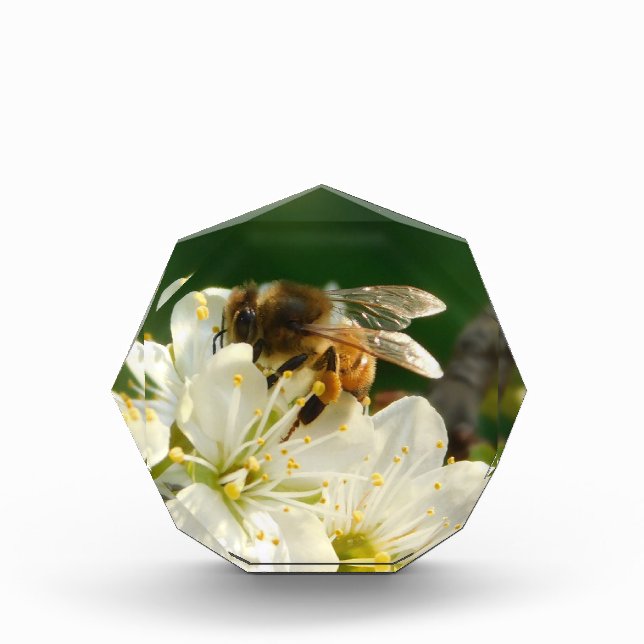 Photo Abeille domestique & Prune blanche Macro | Bloc ph (Devant)
