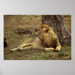 PHOTO AFRICAINE LION COLOR POSTERS & CANVASSES