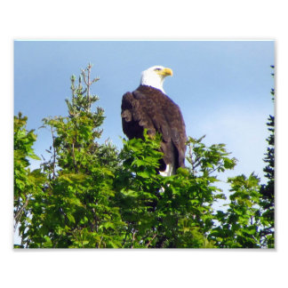 Photo American Bald Eagle