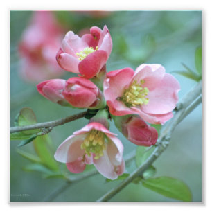 Photo Apple Blossom #P0356