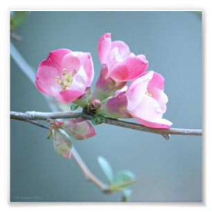 Photo Apple Blossom #P0358