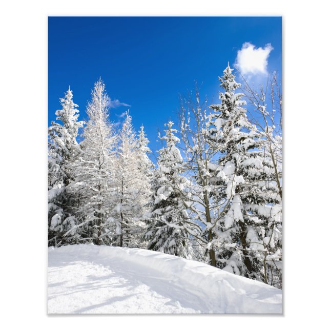 Photo Arbres enneigés sous un ciel bleu clair impression (Devant)