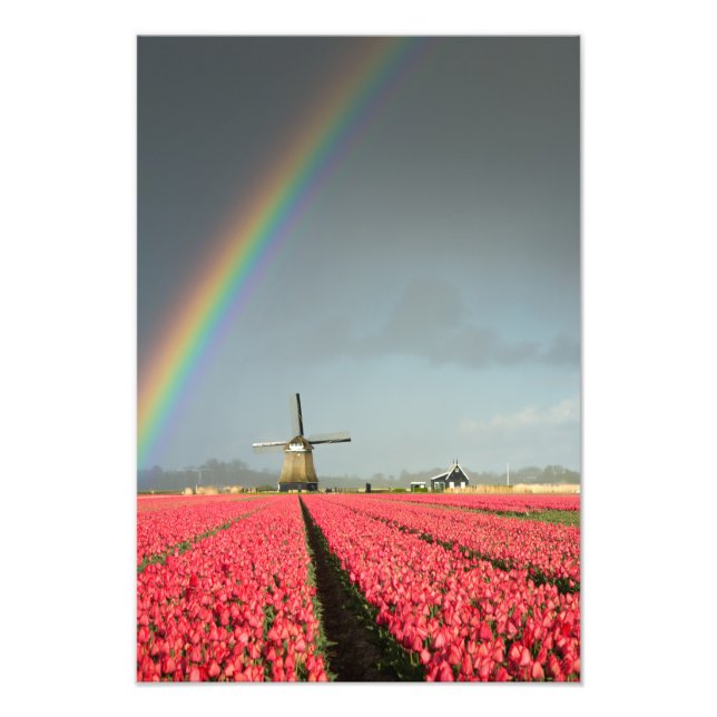 Photo Arc-en-ciel, tulipes et moulin à vent impression v (Devant)
