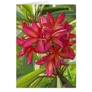 Photo artistique de Plumeria sur la carte