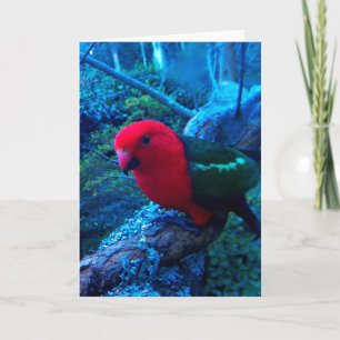 Photo Australian King Parrot, carte blanche.