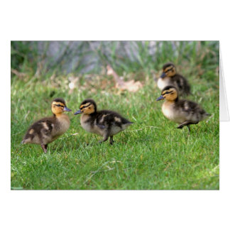 Photo Baby Ducks