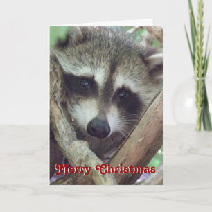 Photo Baby Raccoon, Carte de Noël