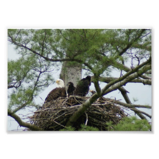 Photo Bald Eagel dans le nid 7 x5 Impression photographi