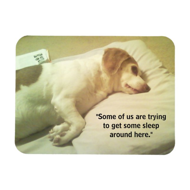 Photo beagle "Essayer de dormir" Magnet 3x4 (Horizontal)