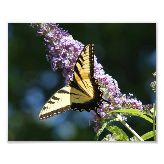 Photo Beauté papillon 10x8 Impression photographique (Devant)