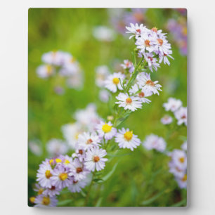 Photo Beauty Line Plaque
