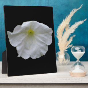 Photo Belle Pétunia Blanche Plaque