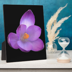 Photo Belle Plaque Crocus