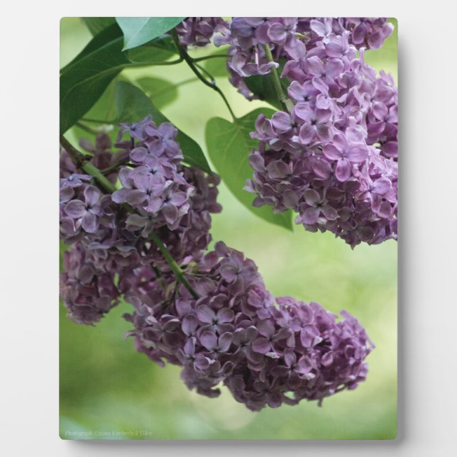 Photo Belle Plaque de Printemps (Devant)