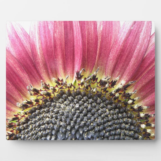 Photo Belle Plaque de tournesol rose (Devant)
