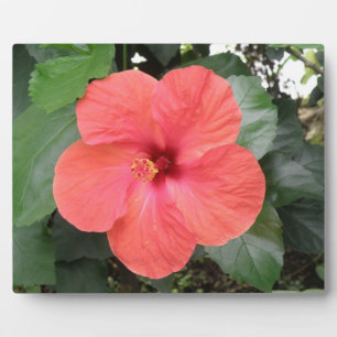 Photo Belle Plaque Orange Hibiscus Flower