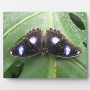 Photo Belle Plaque Papillon Bleu Posé