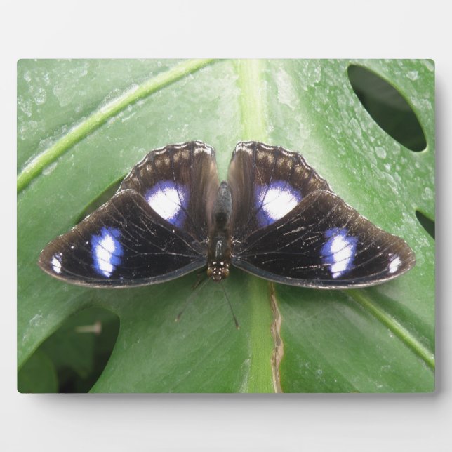 Photo Belle Plaque Papillon Bleu Posé (Devant)