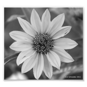 Photo Black and White Daisy par E.A. Schneider