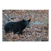 Photo Black Bear Cub Imprimer