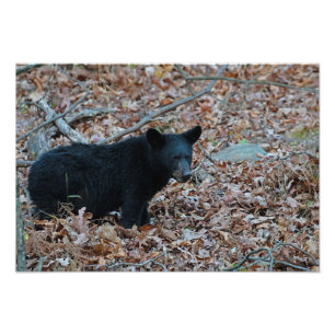 Photo Black Bear Cub Imprimer