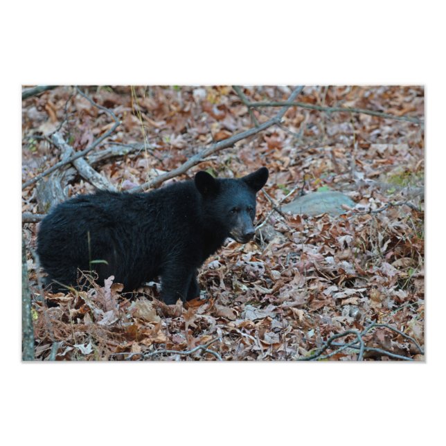 Photo Black Bear Cub Imprimer (Devant)