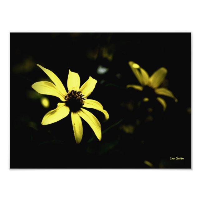 Photo Black Eyed Susan-L (Devant)