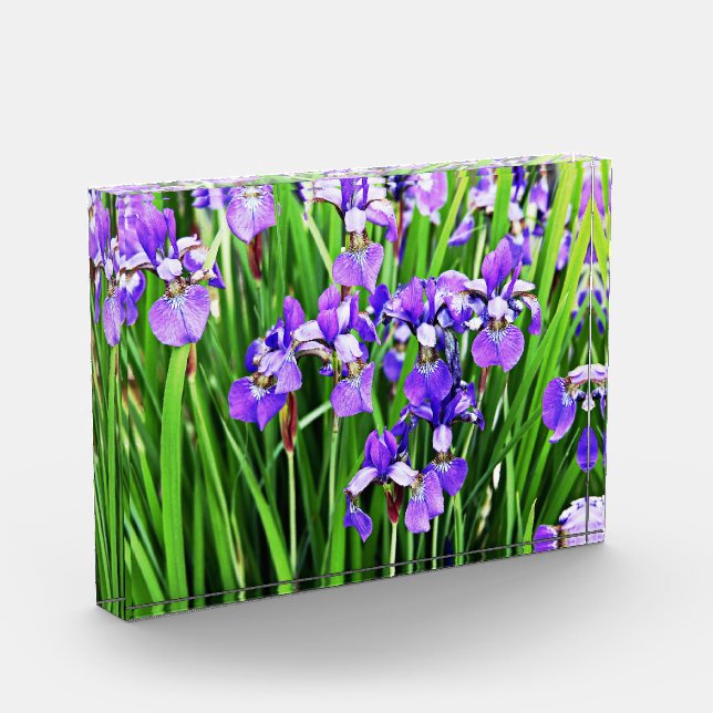 Photo Bloc acrylique Iris pourpre (Gauche)