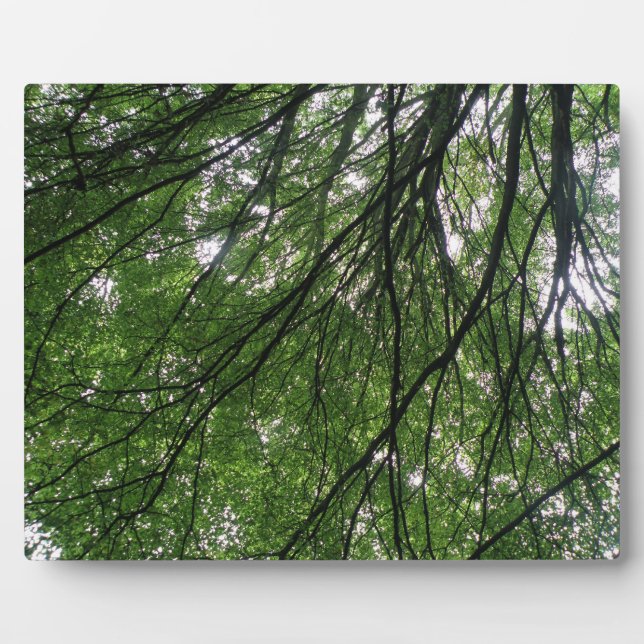 Photo Branches et Plaque Feuille (Devant)