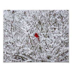 Photo Brillant Cardinal ! Impression photographique 10x8